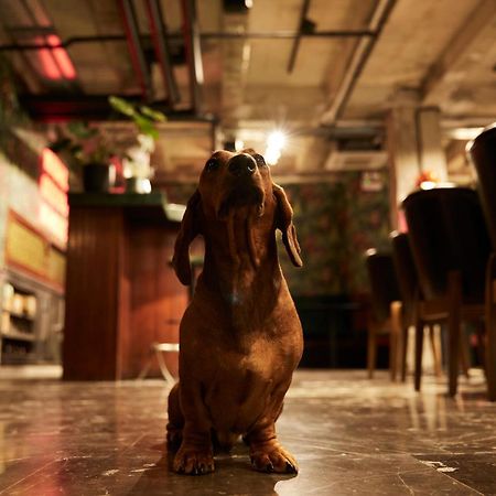 ホテル デイブ サン オブ ア ブラウン テル・アビブ エクステリア 写真